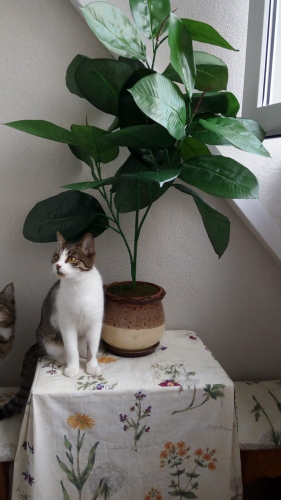 Фикус каучкообразный в интерьере