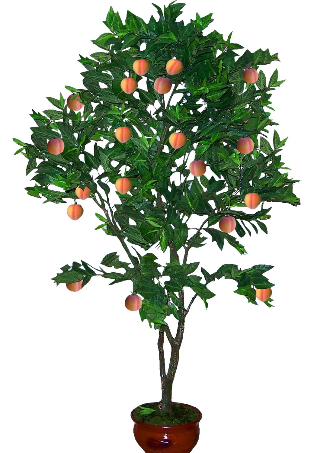 Персиковое дерево от А-15-05-10