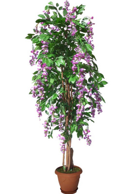 Акация сиреневая-А-00-01-2