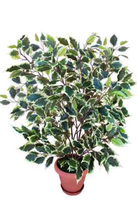 Картинка с сайта