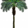 Пальмы Пальмы
