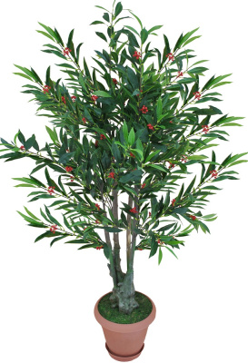 Оливковое дерево-А-00-64