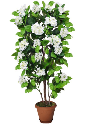 Гортензия-А-15-74-3