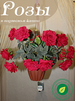 Розы в подвесном кашпо