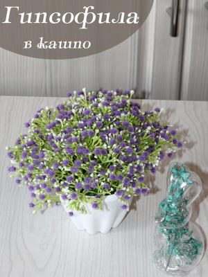 гипсофила в кашпо