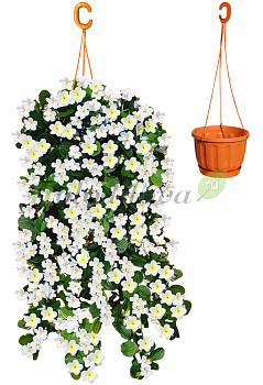 Картинка с сайта