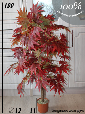 Клен осенний