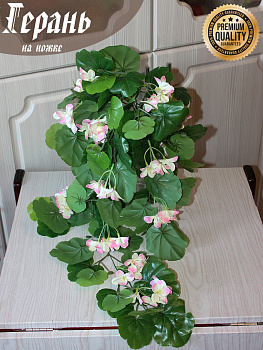 Герань свисающая розовая