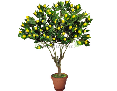 Картинка с сайта