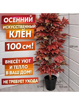 Дерево клен в горшке