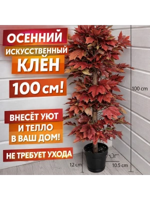 Дерево клен в горшке