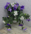 Петуния свисающая