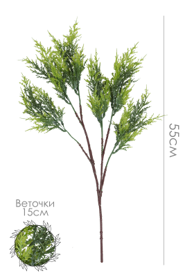 Ветка туи