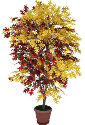 Дуб осенний красно-желтый-А-00-50-1