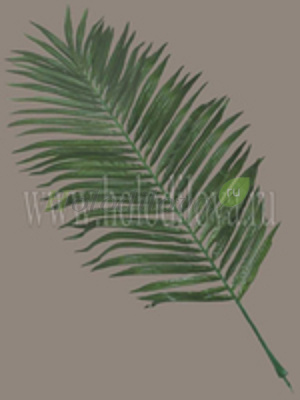 Картинка с сайта