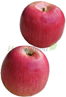 Картинка с сайта