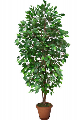 Фикус бенджамина-А-00-03