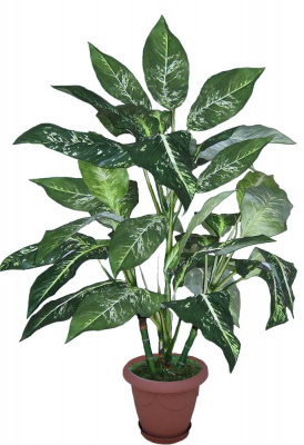 Диффенбахия-А-10-10