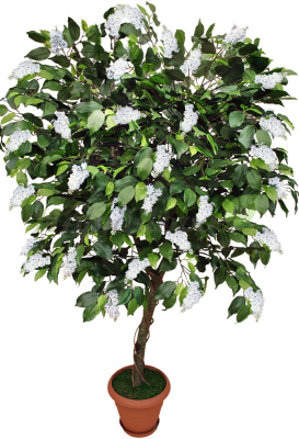 Картинка с сайта