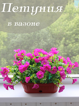 петуния в вазоне
