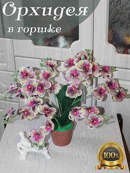 орхидея в горшке
