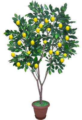 Лимонное дерево-А-15-05