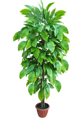 Лонгифолия широколистная-А-00-88