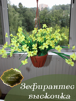 Цветы в подвесном кашпо