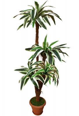 Драцена-А-00-41