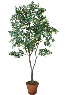 Гранатовое дерево-А-15-05-2