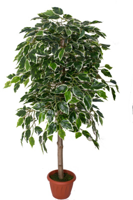 Картинка с сайта