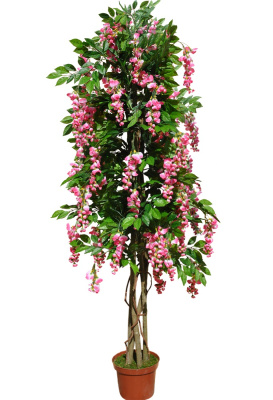 Акация розовая-А-00-01