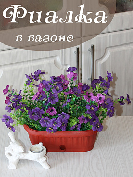 фиалки в вазоне