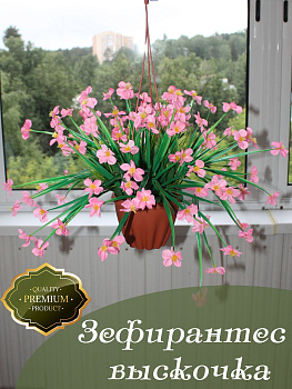 Цветы в подвесном кашпо