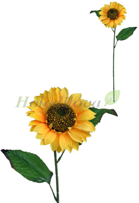 Картинка с сайта