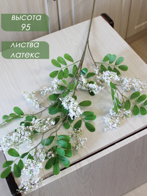 бузина