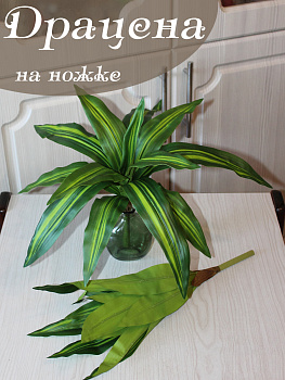 драцена