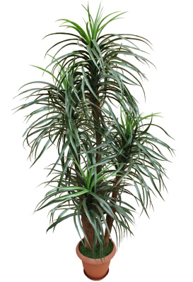 Драцена-А-00-47