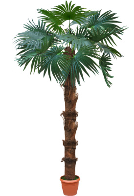 Пальма-А-00-73-1