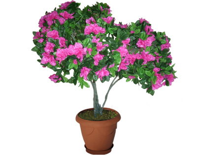 Азалия малая розовая-А-06-00-1