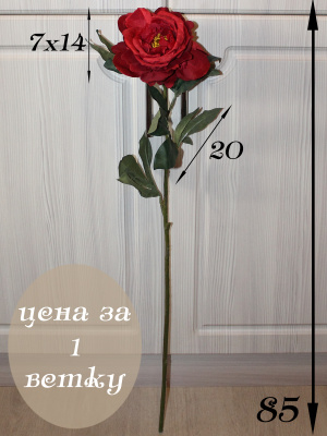 Пионы