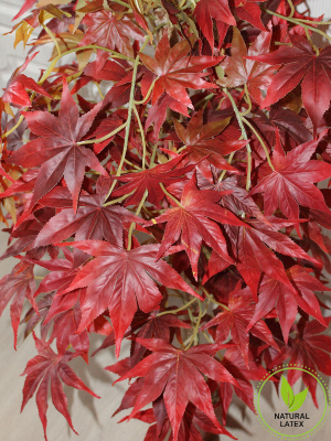 Клен осенний