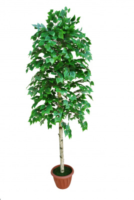 Береза зеленая