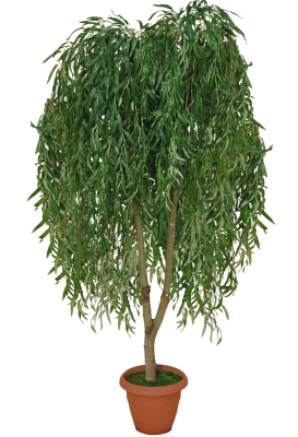 Ива зеленая-А-00-26-1