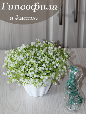гипсофила в кашпо
