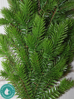 еловая ветка