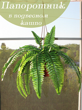 папоротник в подвесном кашпо