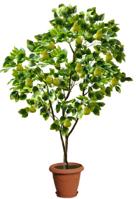 Грушевое дерево-А-15-05-8