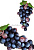 Гроздь винограда