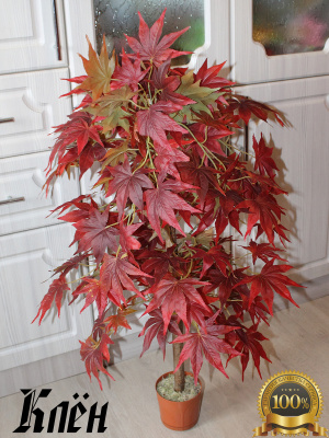 Клен осенний
